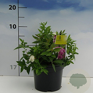 Spiraea jap. 'Genpei' 20-30 cm 2,0L