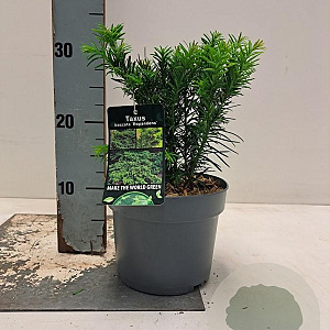 Taxus b. 'Repandens' 20-25 cm 2,0L
