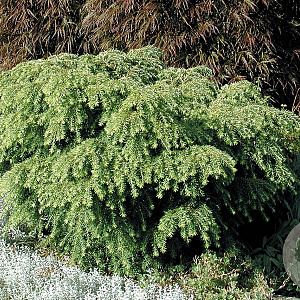 Tsuga can. 'Jeddeloh' 30-35 cm 5,0L