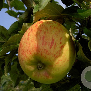 Malus domestica 'grondinger Pippeling' 14-16 HO draadkluit