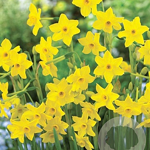 Narcissus Baby Boomer 10-12 mm verpakt per 100
