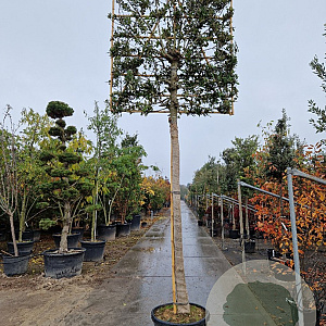 Quercus ilex 220 cm stam container 25-30