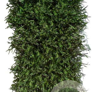 Picea abies 200 Hoog Haagelement 100Bx40D