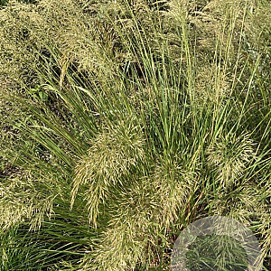 Achnatherum calamagrostis 'Algäu' GM P9