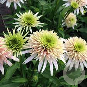 Echinacea p. Cherry Fluff GM P9