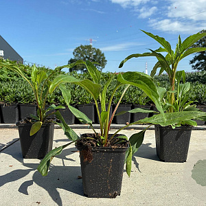 Echinacea p. 'Hot Papaya' GM P9