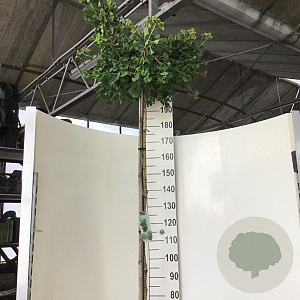 Ginkgo bil. 'Mariken' 200 cm stam 15L 1 jaar