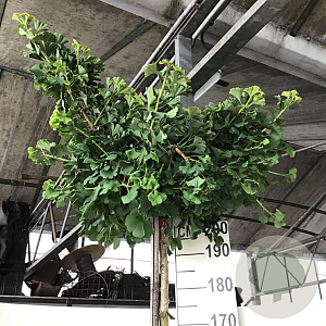 Ginkgo bil. 'Mariken' 200 cm stam 15L 1 jaar