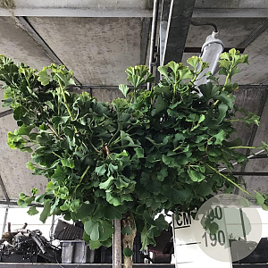 Ginkgo bil. 'Mariken' 200 cm stam 15L 1 jaar