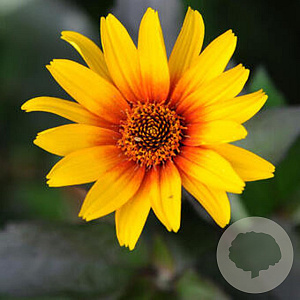 Heliopsis h. 'Burning Hearts' GM P9
