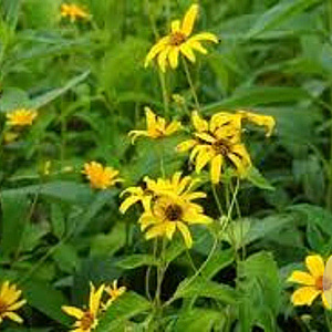 Heliopsis h. 'Burning Hearts' GM P9