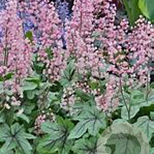 Heucherella Pink Revolution GM P9