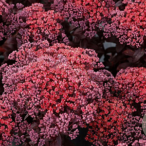 Sedum telep. 'Dark Magic' GM P9