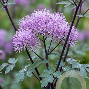 Thalictrum 'Purplelicious' GM P9