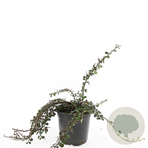 Cotoneaster pr. 'Queen of Carpets' GM C1.3