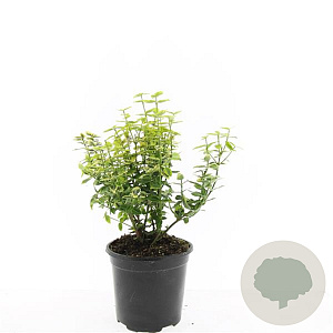 Euonymus fort. 'Emerald 'n' Gold' GM C1.3