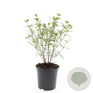 Hypericum kalmianum 'Gemo' GM C1.3