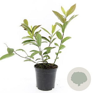 Itea virginica 'Henry's Garnet' GM C1.3