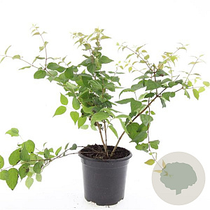 Kolkwitzia amabilis GM C1.3