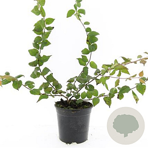 Kolkwitzia amabilis GM C1.3