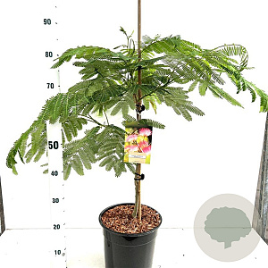 Albizia julibr. Ombrella 80-100 cm 7,5L