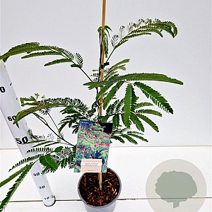Albizia julibr. 'Rouge de Tuilière' 60-80 cm 3,0L