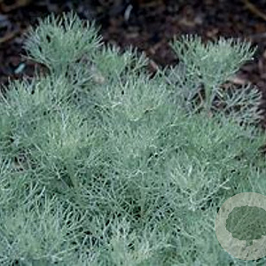 Artemisia 'Canescens' GM P9