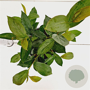 Aronia melanocarpa 'Hugin' 30-40 cm 2,5L