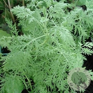 Artemisia pontica GM P9