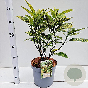 Aucuba jap. 'Crotonifolia' 40-60 cm 7,5L