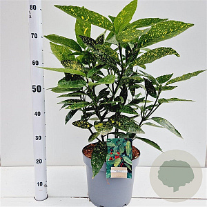 Aucuba jap. 'Variegata' 50-60 cm 7,5L