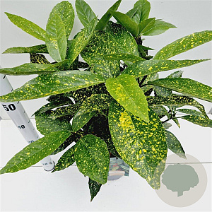 Aucuba jap. 'Variegata' 50-60 cm 7,5L