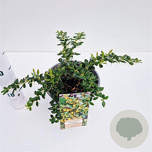 Berberis frikartii 'Telstar' 20-30 cm 2,5L