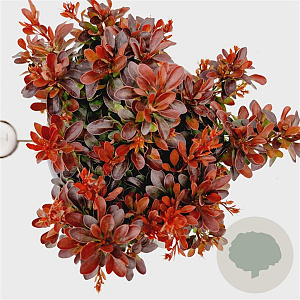 Berberis thunb. 'Bagatelle' 15-20 cm 2,5L
