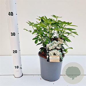 Choisya ternata 20-30 cm 2,5L