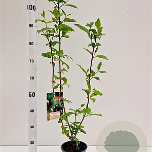 Cornus alba 'Sibirica' 40-50 cm 2,5L