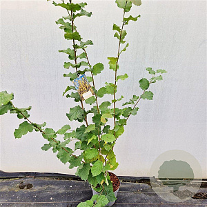 Corylus avellana 125-150 cm 10L