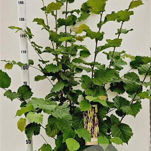 Corylus avellana 170-200 cm 10L