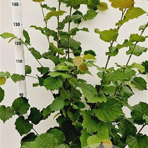 Corylus avellana 170-200 cm 10L