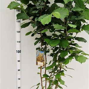 Corylus avellana 175-200 cm 20L
