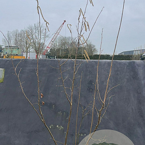 Corylus avellana 175-200 cm 20L