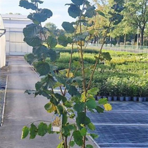 Corylus avellana 200-225 cm 20L