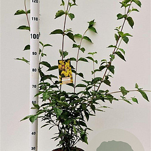 Cornus mas 100-125 cm 10L