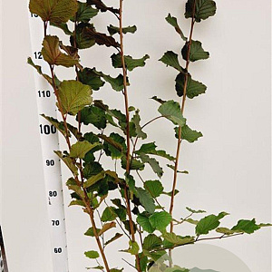 Corylus m. 'Purpurea' 100-125 cm 5,0L