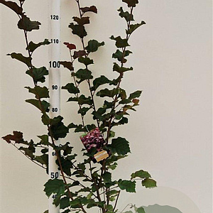 Corylus m. 'Purpurea' 125-150 cm 5,0L