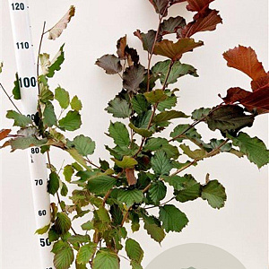 Corylus m. 'Purpurea' 125-150 cm 5,0L