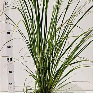 Cortaderia selloana 60-80 cm 4,0L