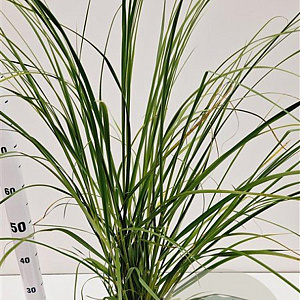 Cortaderia selloana 60-80 cm 4,0L