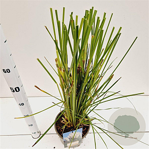 Cortaderia selloana 60-80 cm 4,0L