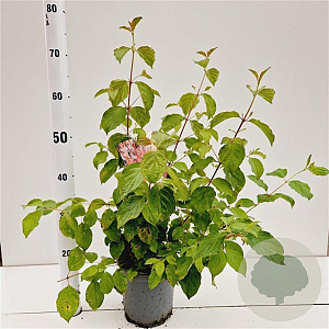 Cornus sang. 'Midwinter Fire' 30-40 cm 2,5L